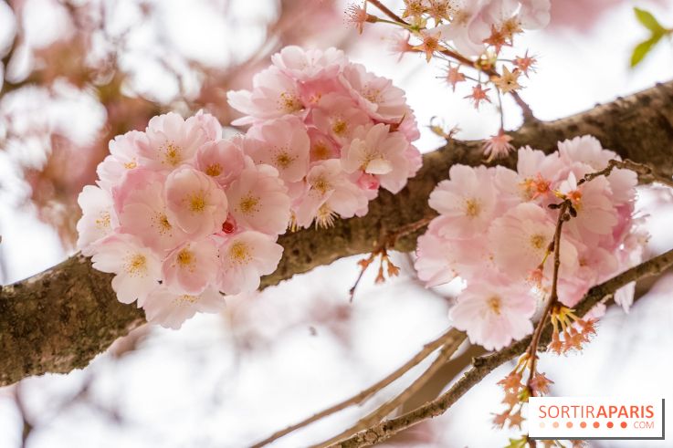 Les cerisiers du parc Martin Luther King - Clichy - Batignoles - A7C08837