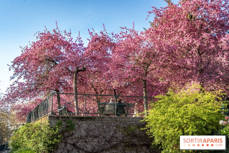 Les pommiers et cerisiers en fleurs du Jardin de Reuilly, Parc de Reuilly à Paris 12e - photos