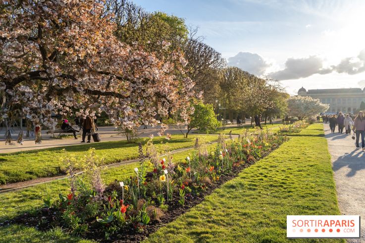 Les floraisons exceptionnelles du Jardin des Plantes 2026 : tulipes, coquelicots et cerisiers - photos