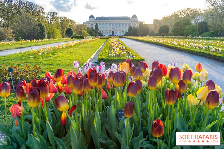 Les floraisons exceptionnelles du Jardin des Plantes 2026 : tulipes, coquelicots et cerisiers - photos