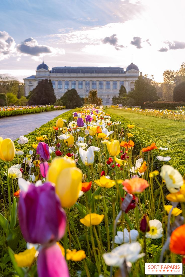 Les floraisons exceptionnelles du Jardin des Plantes 2026 : tulipes, coquelicots et cerisiers - photos