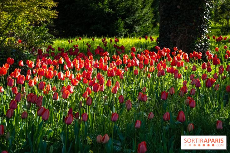 Le Parc de Bagatelle au printemps, cerisier, tulipes et jonquilles - photos