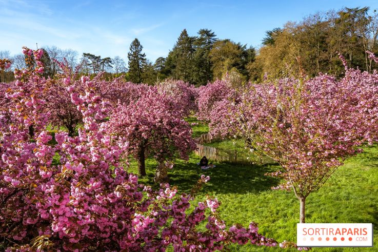 Hanami au Parc de Sceaux 2026, les cerisiers en fleurs et ses  animations