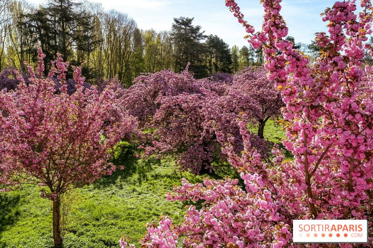 Hanami au Parc de Sceaux 2026, les cerisiers en fleurs et ses  animations