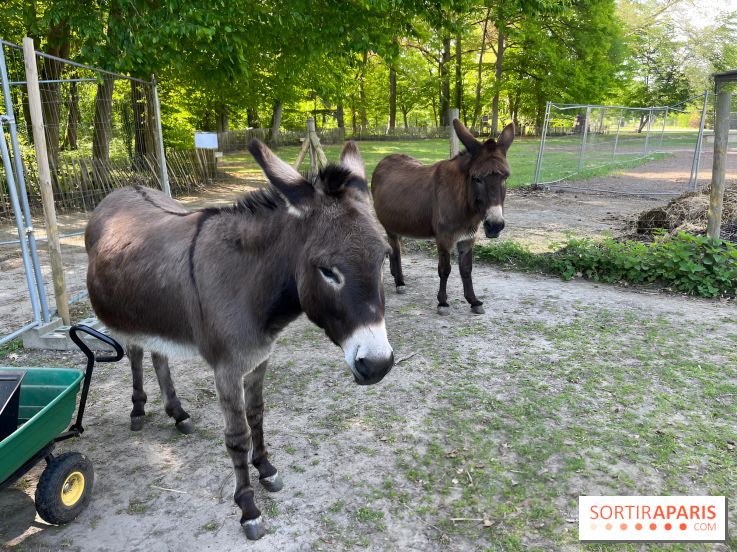 Avon'Ânes, les balades avec des ânes, à Avon - nos photos - IMG 7768