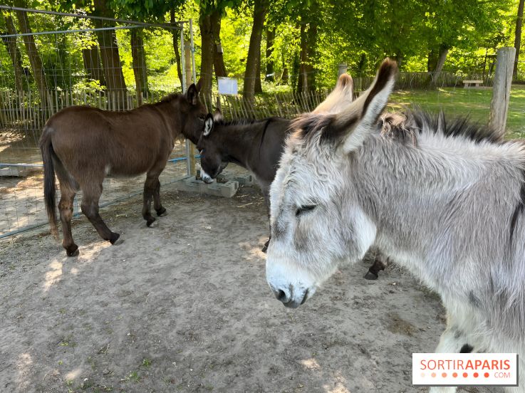 Avon'Ânes, les balades avec des ânes, à Avon - nos photos - IMG 7778