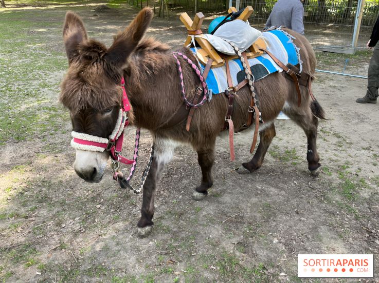 Avon'Ânes, les balades avec des ânes, à Avon - nos photos - IMG 7779