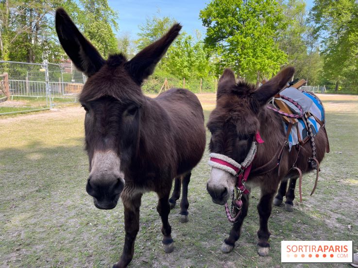 Avon'Ânes, les balades avec des ânes, à Avon - nos photos - IMG 7781