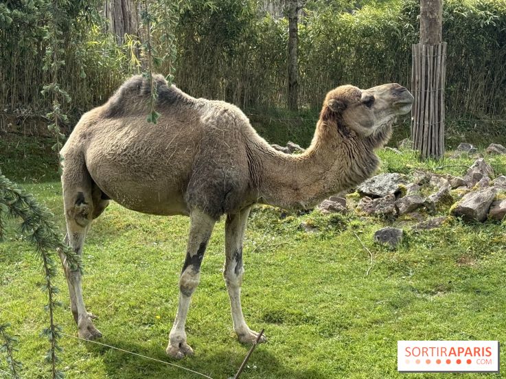 ZooParc de Beauval et Hôtel Les Pagodes de Beauval - IMG 5873