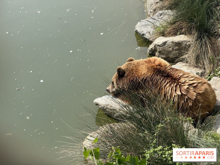 ZooParc de Beauval et Hôtel Les Pagodes de Beauval - IMG 5892