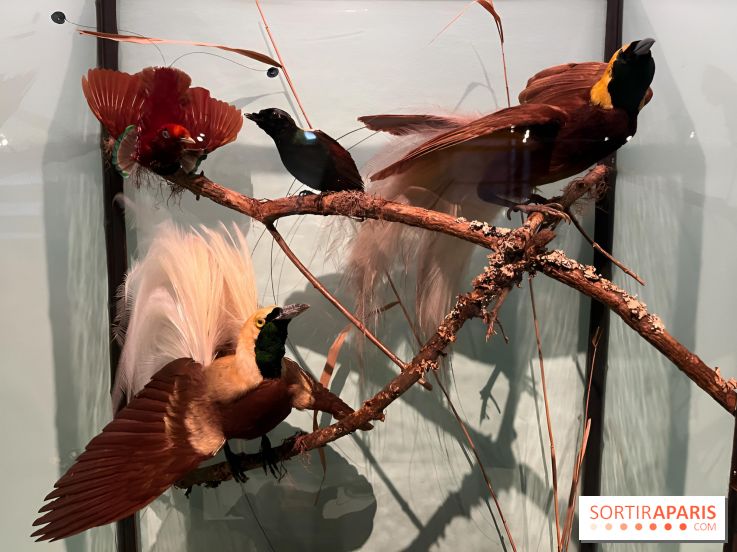 Plumes de Paradis, l'expo au musée du Quai Branly - nos photos