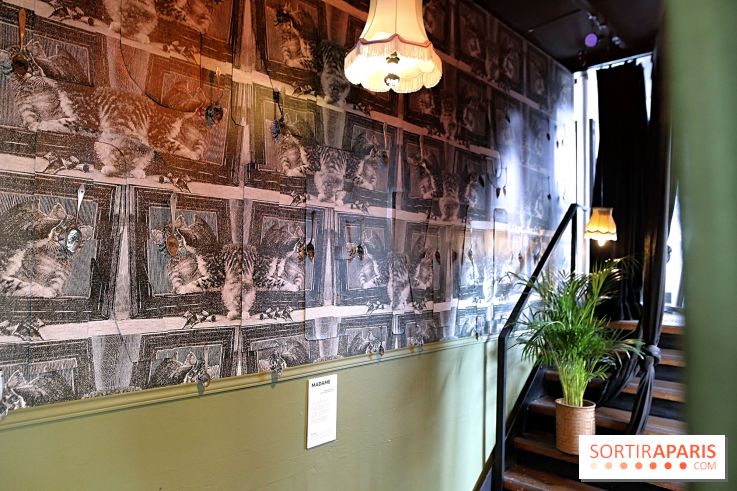Chacun cherche son chat, nos photos de l'expo à Fluctuart - Expo Chat 14