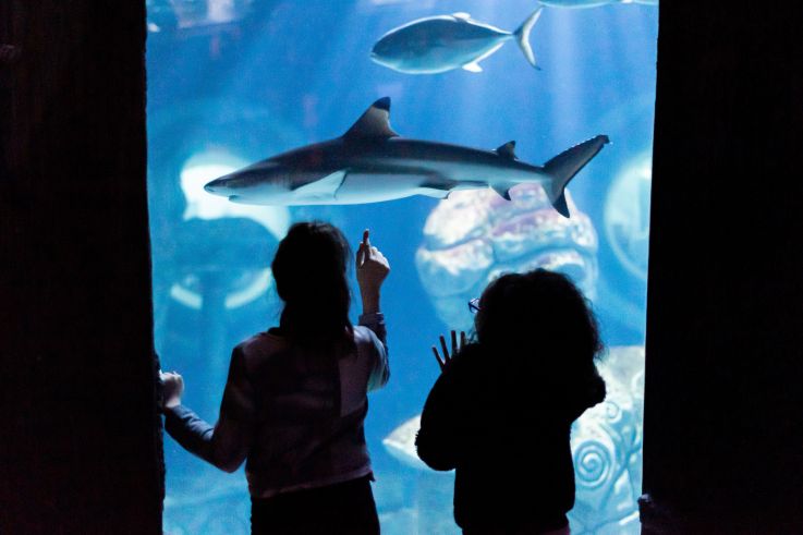 Val d’Europe célèbre les 25 ans de SEA LIFE Paris avec un événement immersif inédit