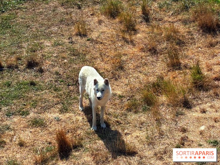 Les Loudges, les hébergements devant les loups arctiques au Zoo de Thoiry