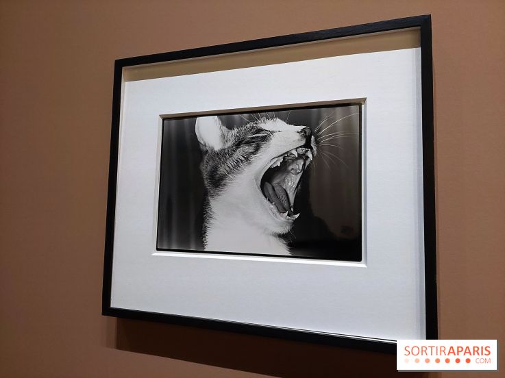 Photographies japonaises de la BnF - nos photos de l'exposition