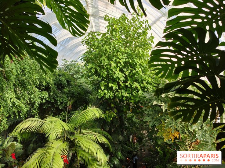 Automne tropical 2026