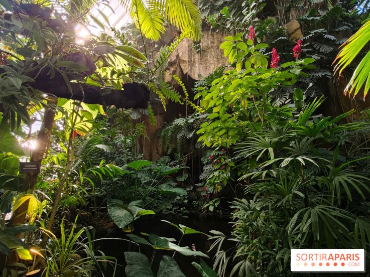 Automne tropical 2026