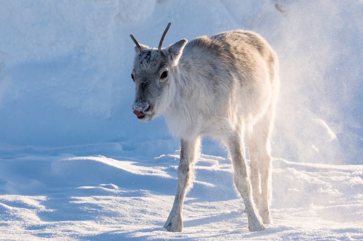 Aïlo Odyssée en Laponie