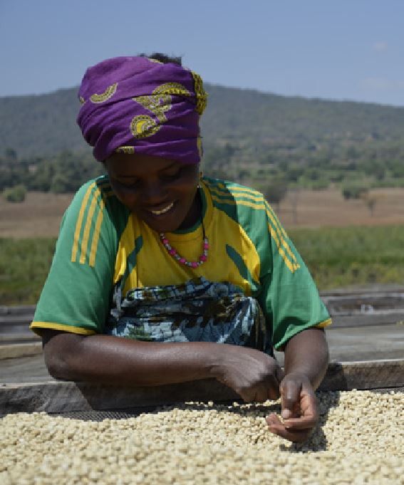 La Compagnie du Café : atelier de torréfaction et coffee shop