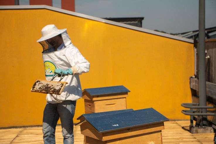 Domus lance des ateliers récolte de miel sur sa terrasse végétale 