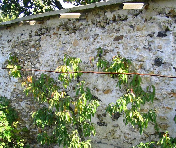 Les Jardins Remarquables d'Ile de France pour des balades reposantes