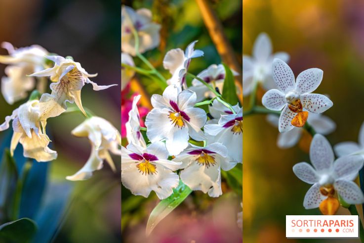 Mille et une Orchidées 2025 : l'exposition florale du Jardin des Plantes se dévoile
