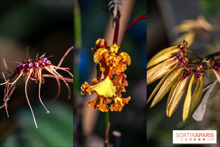 Mille et une Orchidées 2025 : l'exposition florale du Jardin des Plantes se dévoile