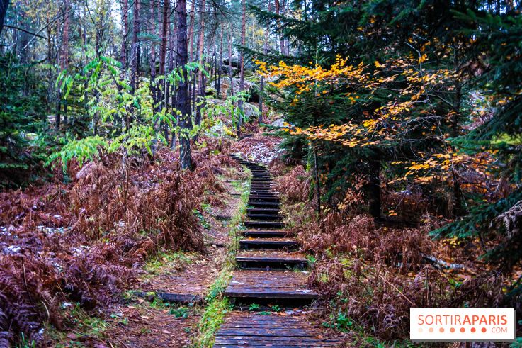 Journée internationale des forêts 2025 : des visites guidées gratuites en forêt de Fontainebleau