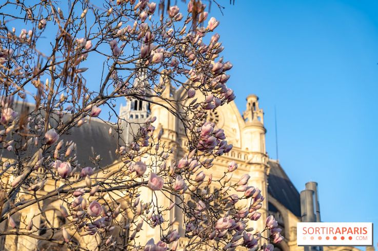 Paris : le printemps prend de l'avance : 6 spots d'arbres en fleurs à découvrir en ce moment - jardin Nelson Mandela 