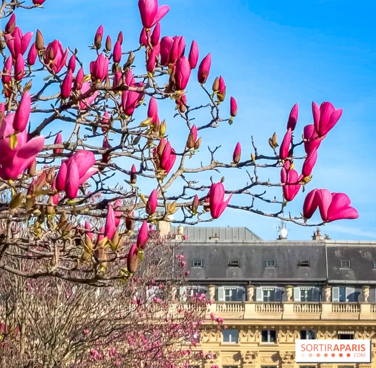 Paris : le printemps prend de l'avance : 6 spots d'arbres en fleurs à découvrir en ce moment : Palais Royal