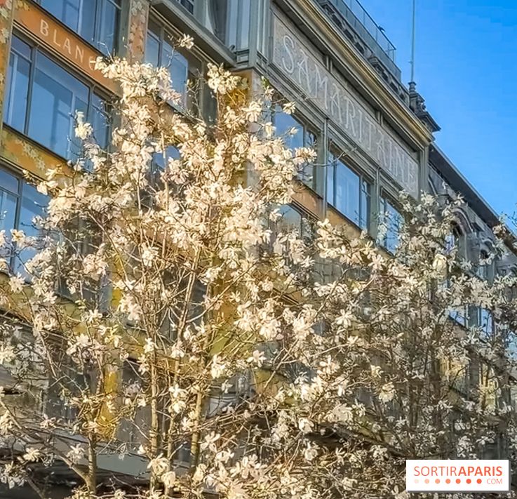 Paris : le printemps prend de l'avance : 6 spots d'arbres en fleurs à découvrir en ce moment - Samaritaine