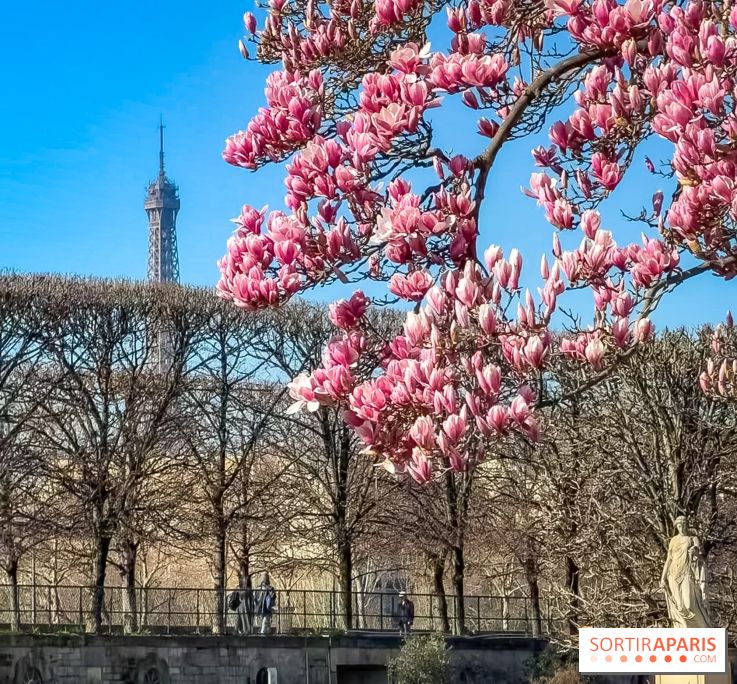 Paris : le printemps prend de l'avance : 6 spots d'arbres en fleurs à découvrir en ce moment - Jardin des Tuileries