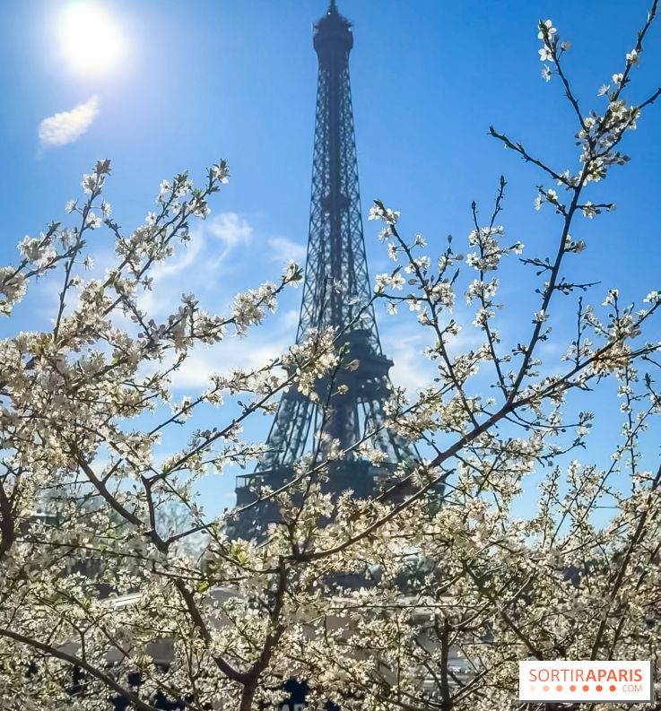 Paris : le printemps prend de l'avance : 6 spots d'arbres en fleurs à découvrir en ce moment - Jardin du Trocadéro