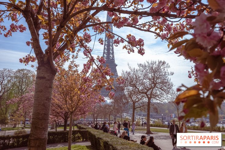 Les cerisiers du Trocadéro fleurissent avec de l'avance en ce printemps 2026