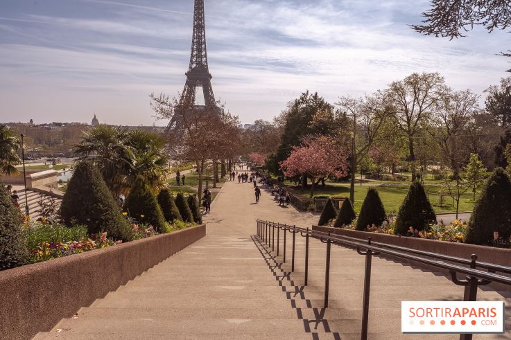 Les cerisiers du Trocadéro fleurissent avec de l'avance en ce printemps 2026