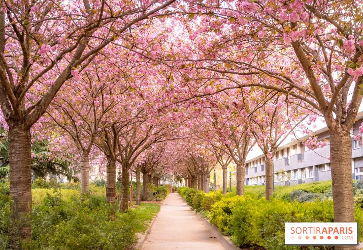 La Mail de Bièvre et ses cerisiers en fleurs, le spot Hanami caché à Paris