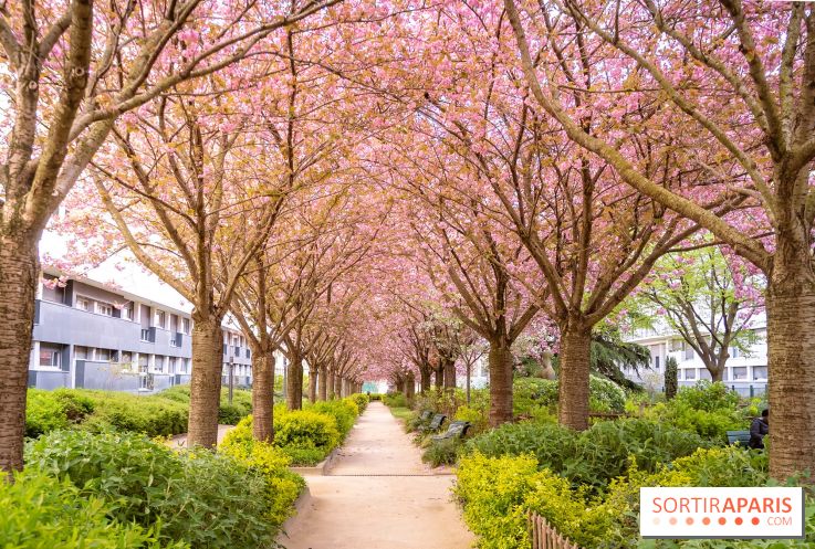 La Mail de Bièvre et ses cerisiers en fleurs, le spot Hanami caché Paris 13e