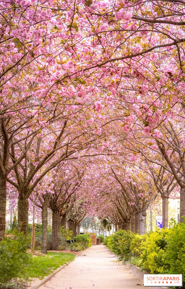 La Mail de Bièvre et ses cerisiers en fleurs, le spot Hanami caché Paris 13e
