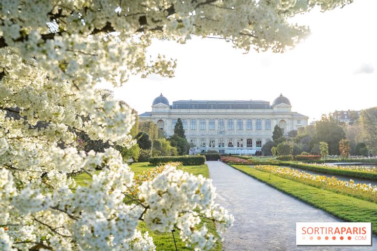 Cerisier du Japon Shirotae du Jardin des Plantes : l'arbre remarquable au blanc éclatant en fleurs