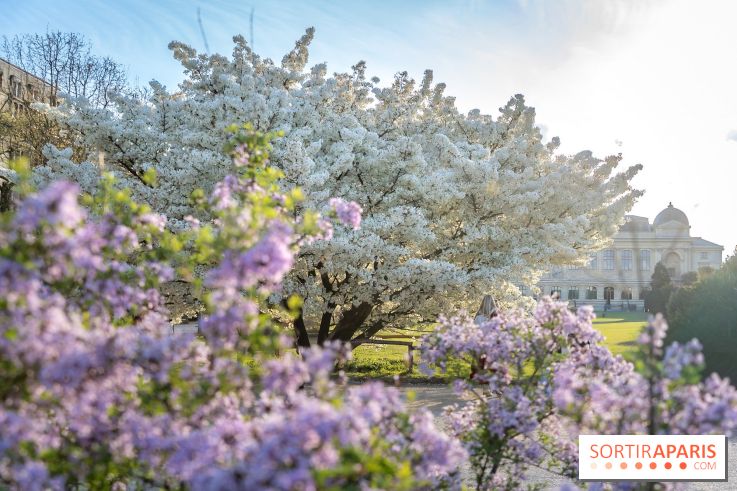 Cerisier du Japon Shirotae du Jardin des Plantes : l'arbre remarquable au blanc éclatant en fleurs