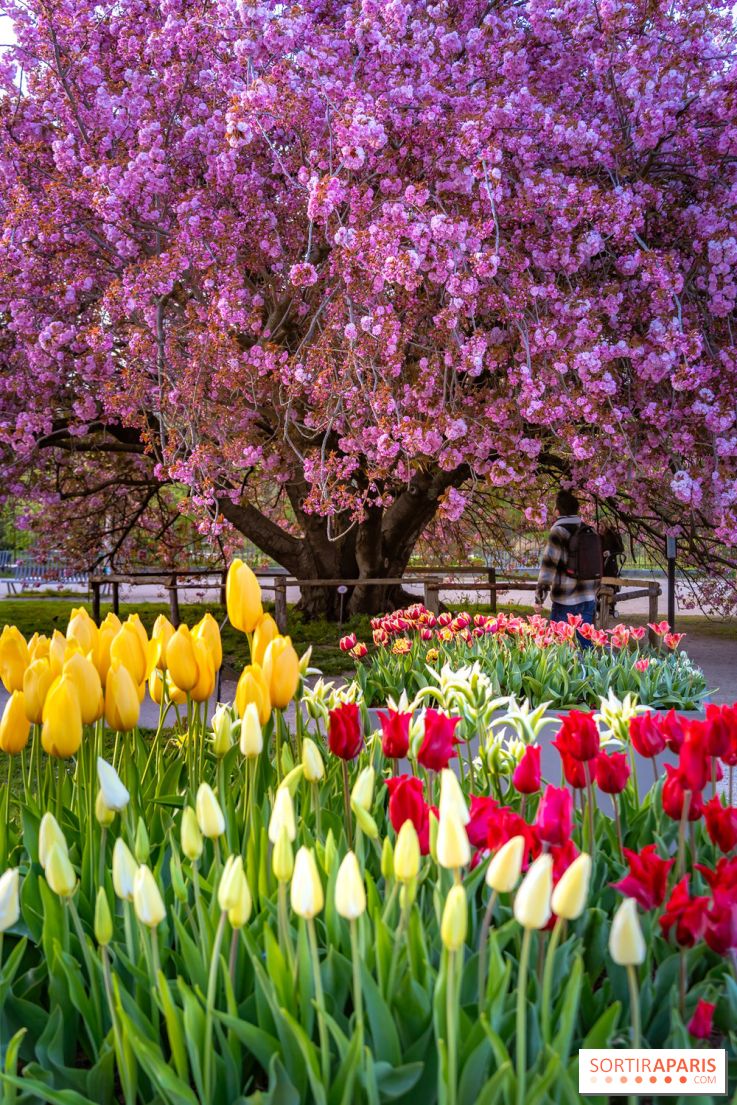 Cerisier du Japon Shirotae du Jardin des Plantes : l'arbre remarquable au blanc éclatant en fleurs