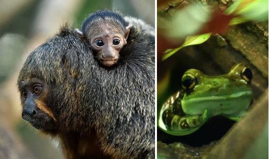 Le Parc Zoologique de Paris pour les vacances de printemps