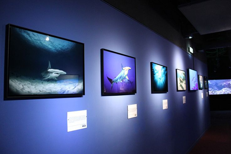 L'histoire des requins, l'expo de l'Aquarium de Paris