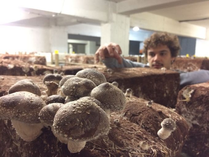 La Caverne, la première ferme urbaine en sous-sol de Paris