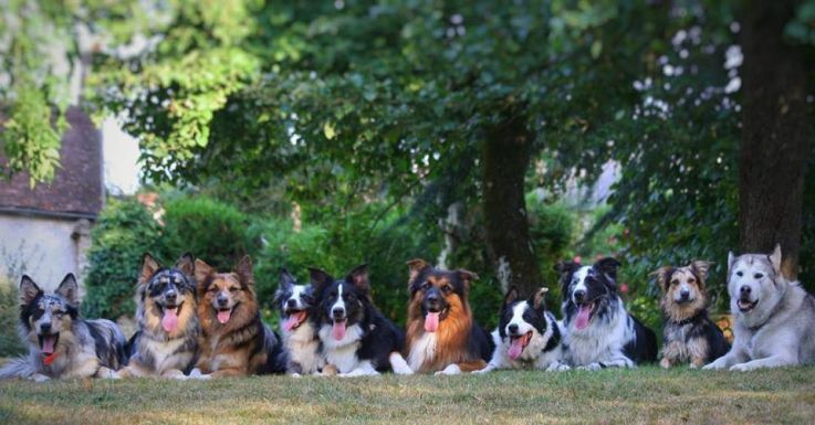 Dog’s District, le premier Café à chiens de Paris