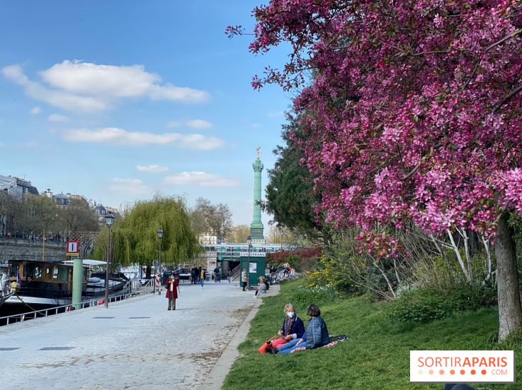 Cerisiers en fleurs à Paris et en Ile-de-France, où les trouver