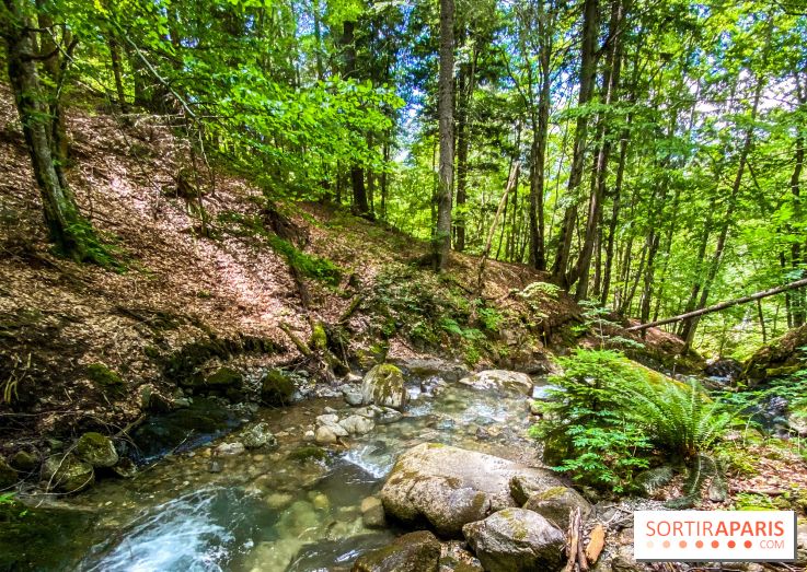 Les Nuits des Forêts 2022, redécouvrez vos forêts !