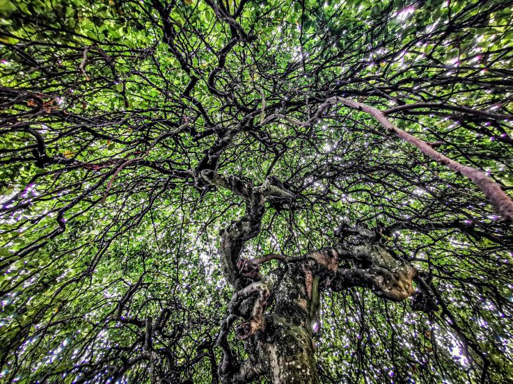 Aidez à recenser les plus beaux arbres de Paris !