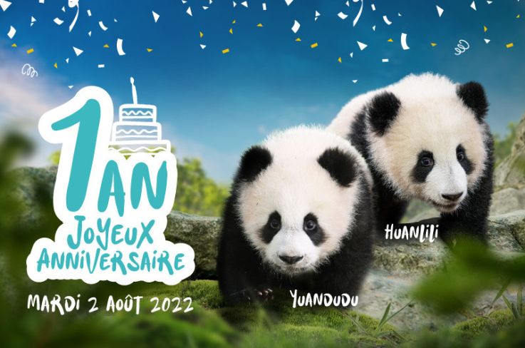 Le Zoo de Beauval fête l'anniversaire des bébés panda, le programme des animations