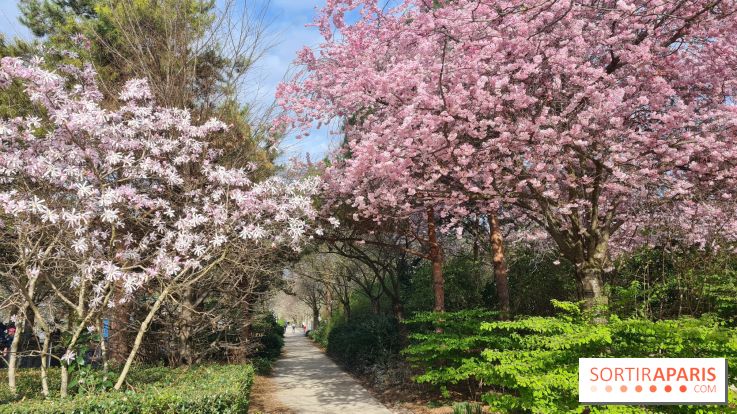 Où voir des cerisiers en fleurs à Paris et en Île-de-France : nos spots coup de cœur !